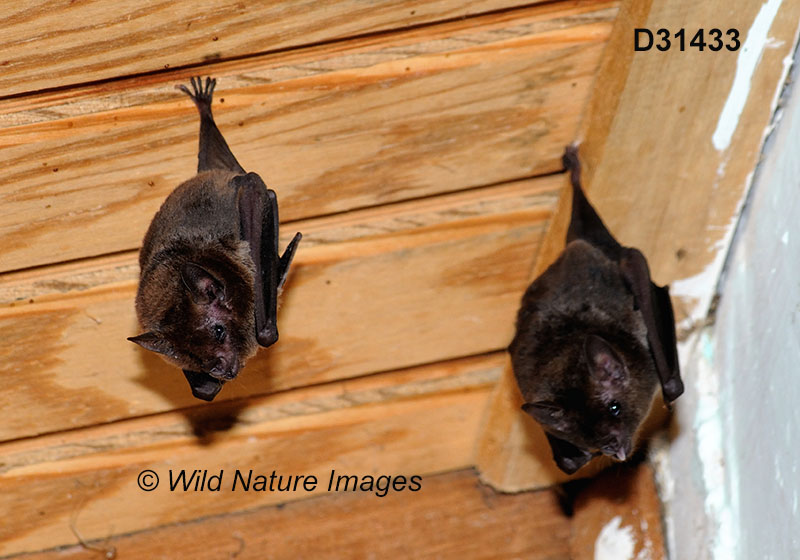 Glossophaga soricina, Pallas's Long-tongued Bat